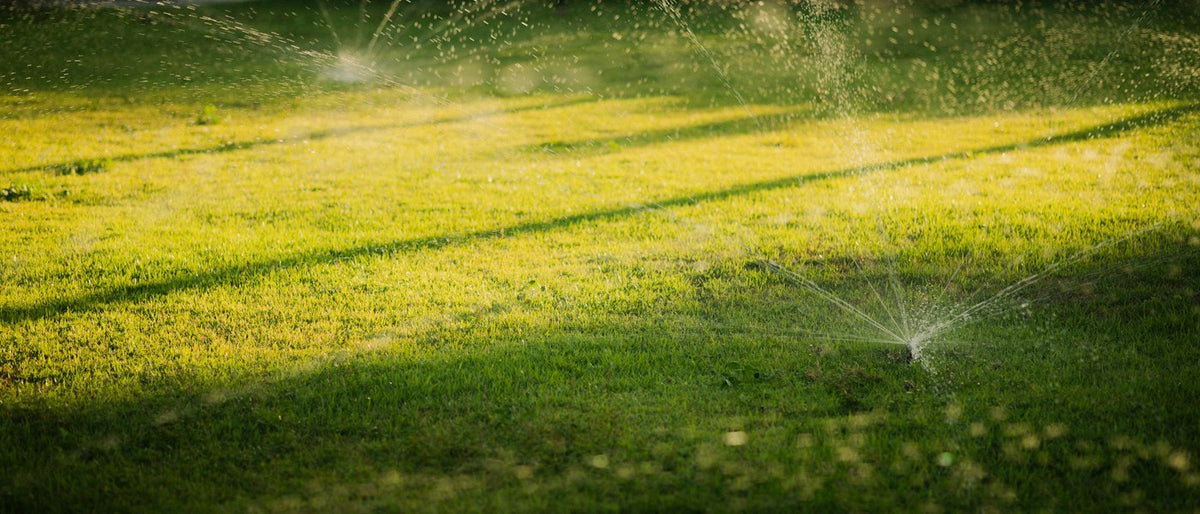 Pop-up sprinklers watering a large green lawn