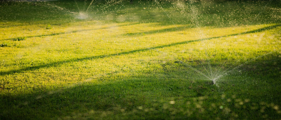 Pop-up sprinklers watering a large green lawn